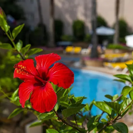 Guitart Rosa - Adults Only 3*